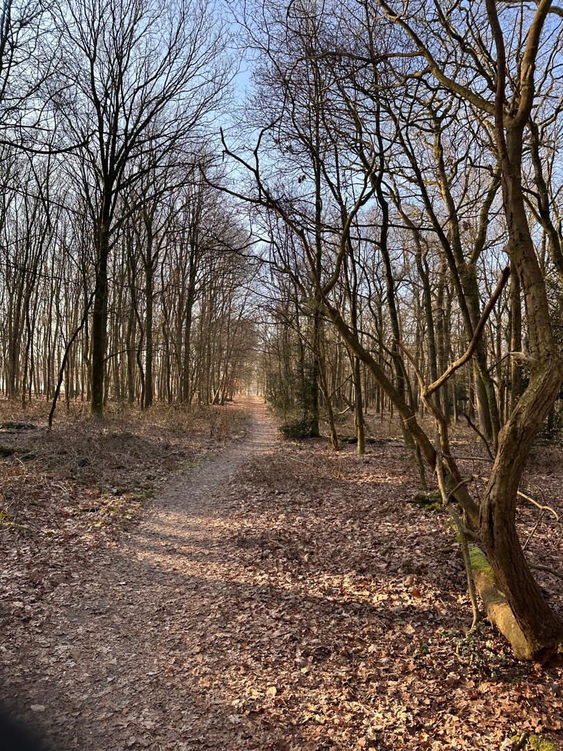 Oud Avereest - Oranje