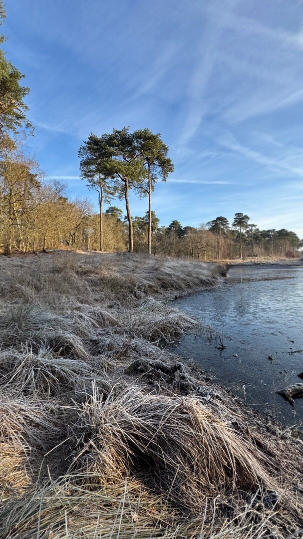 TOP Natuur wandelroute Oisterwijkse Bossen & Vennen