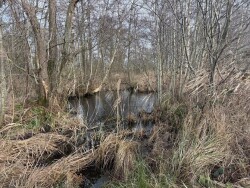 Kiersche Wijde - Geel