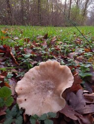 Wandelroute Steltloperroute