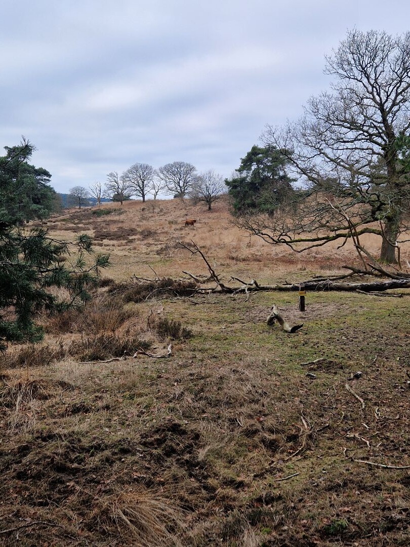 Winterwandeling Dieren