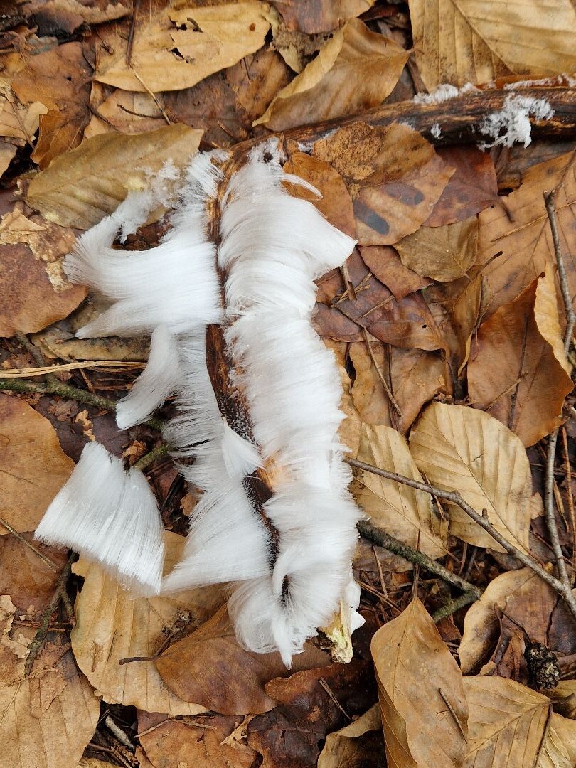 Winterwandeling Dieren