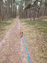 Winterwandeling Dieren