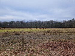 Winterwandeling Dieren
