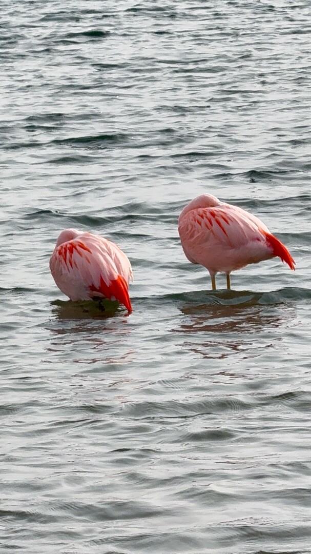 Ommetje Rijkerswoerdseplassen