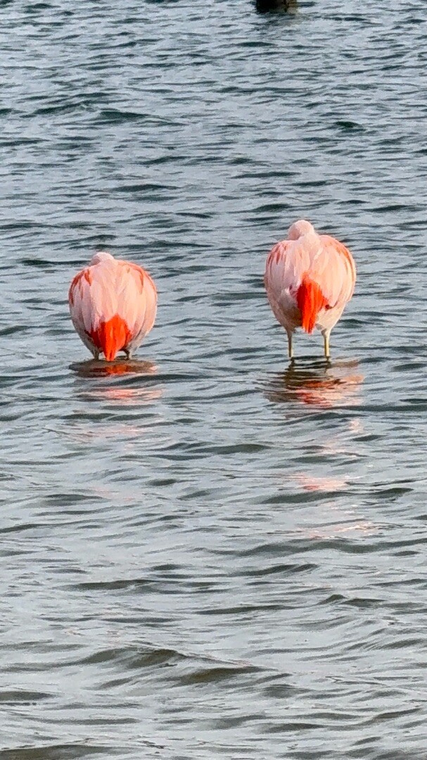 Ommetje Rijkerswoerdseplassen
