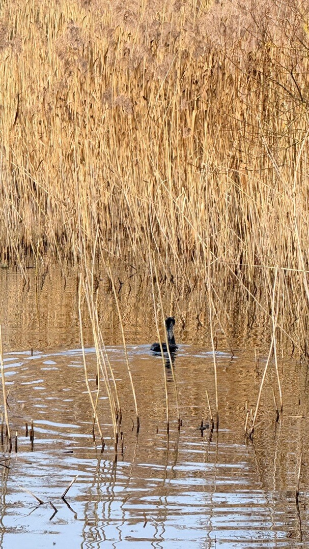 Ommetje Rijkerswoerdseplassen