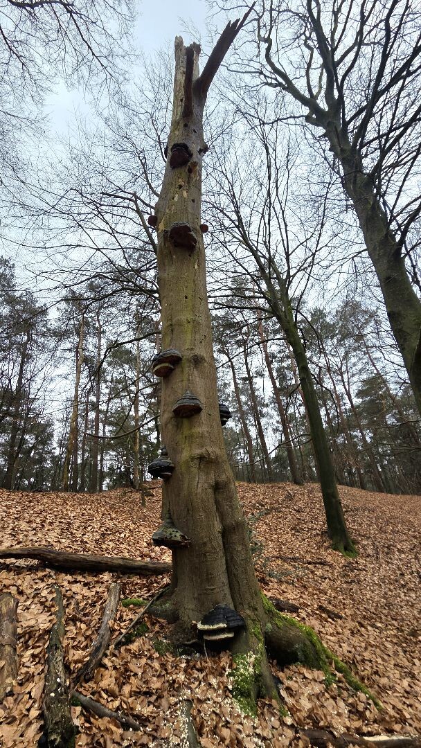 Wandelroute Lheederzand geel