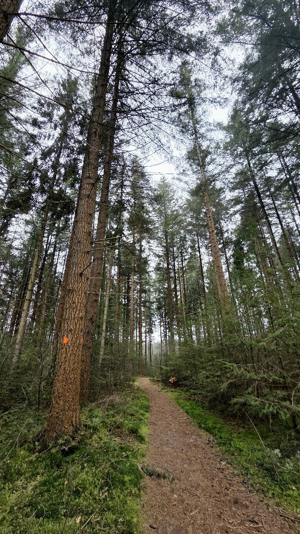 Wandelroute Lheederzand geel
