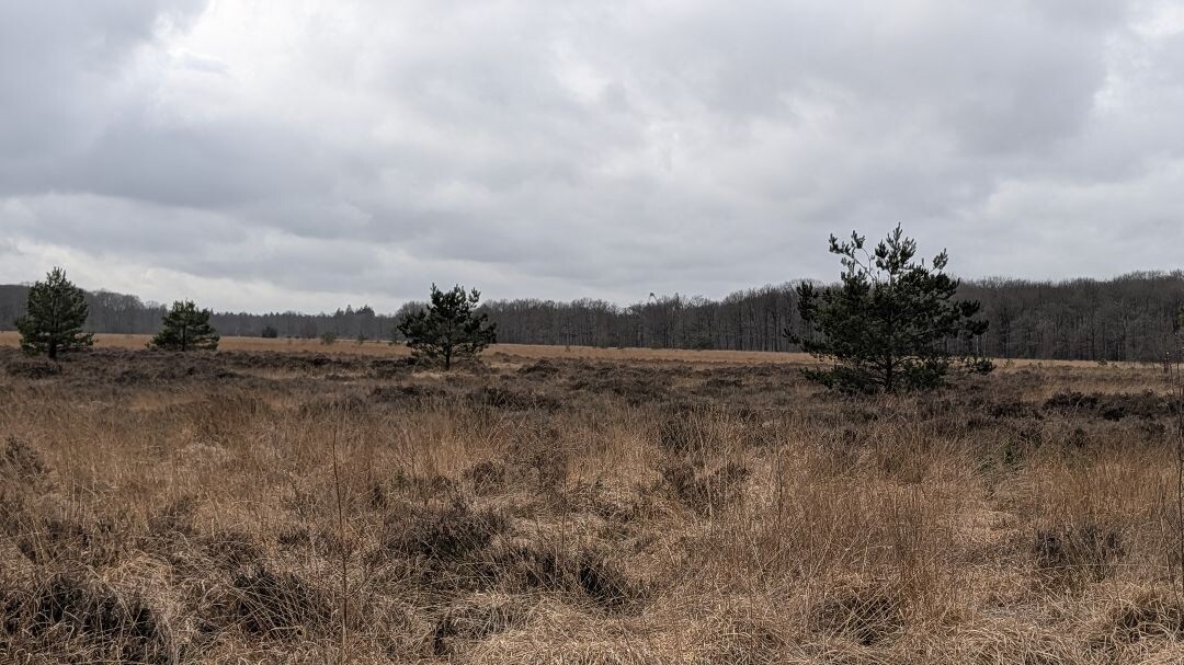 Groene Wissel: Grolloo