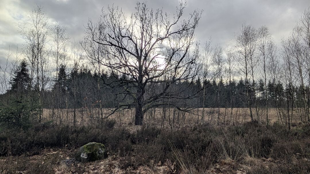 Groene Wissel: Grolloo