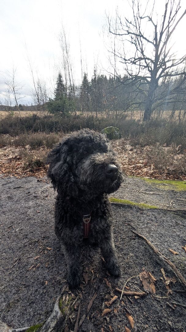 Groene Wissel: Grolloo