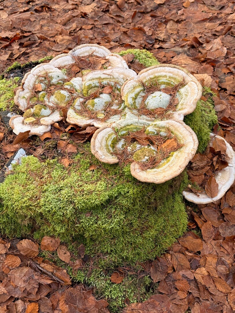 Sleen - Coevorden · Pieterpad etappe 7