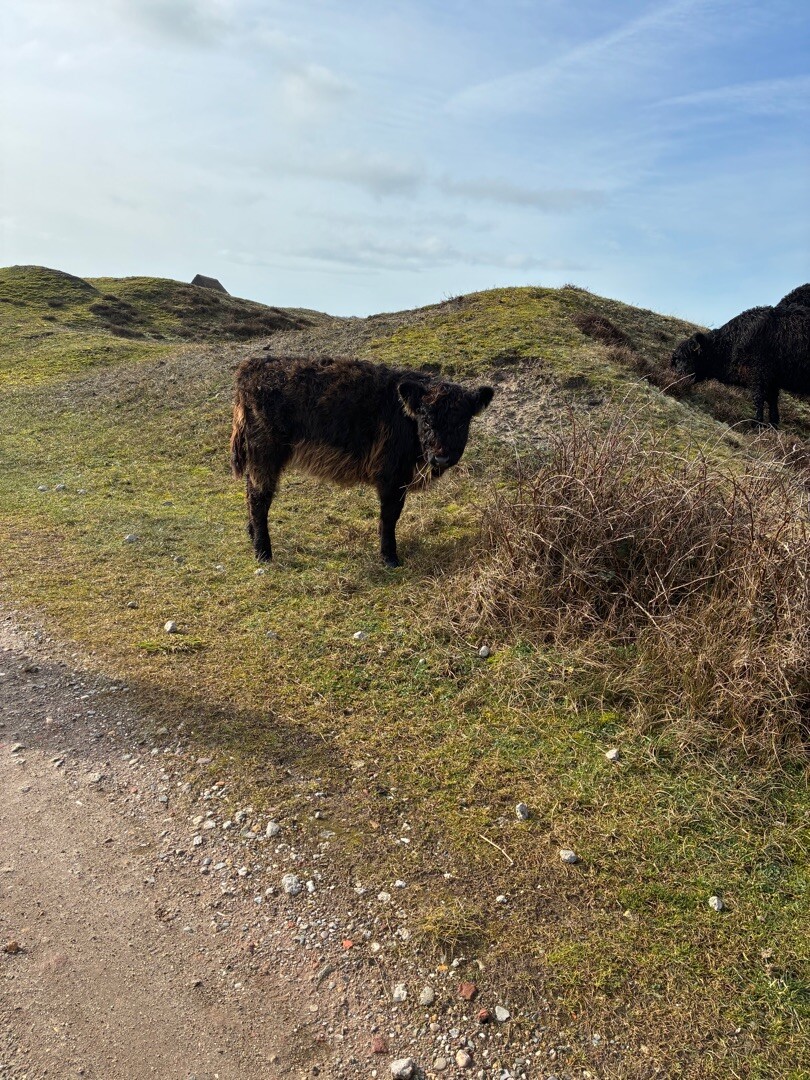 Ommetje Bertusnol (blauw)