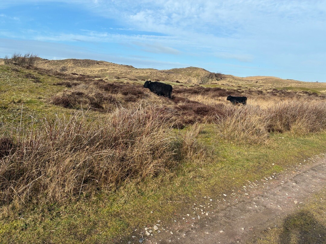 Ommetje Bertusnol (blauw)
