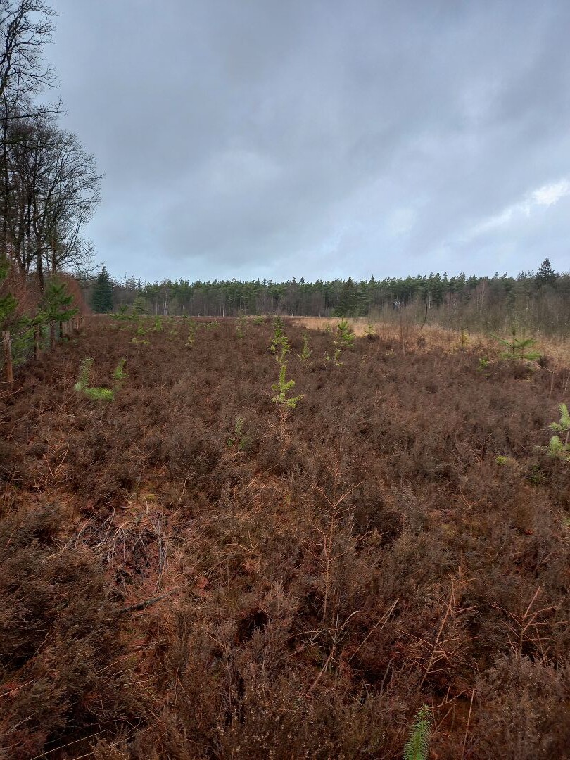 Lunsbergen Meindertsveen