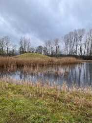 Tilligte - Paars