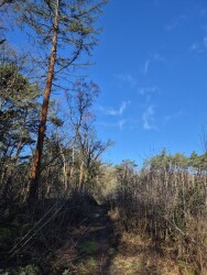 Rondje bos