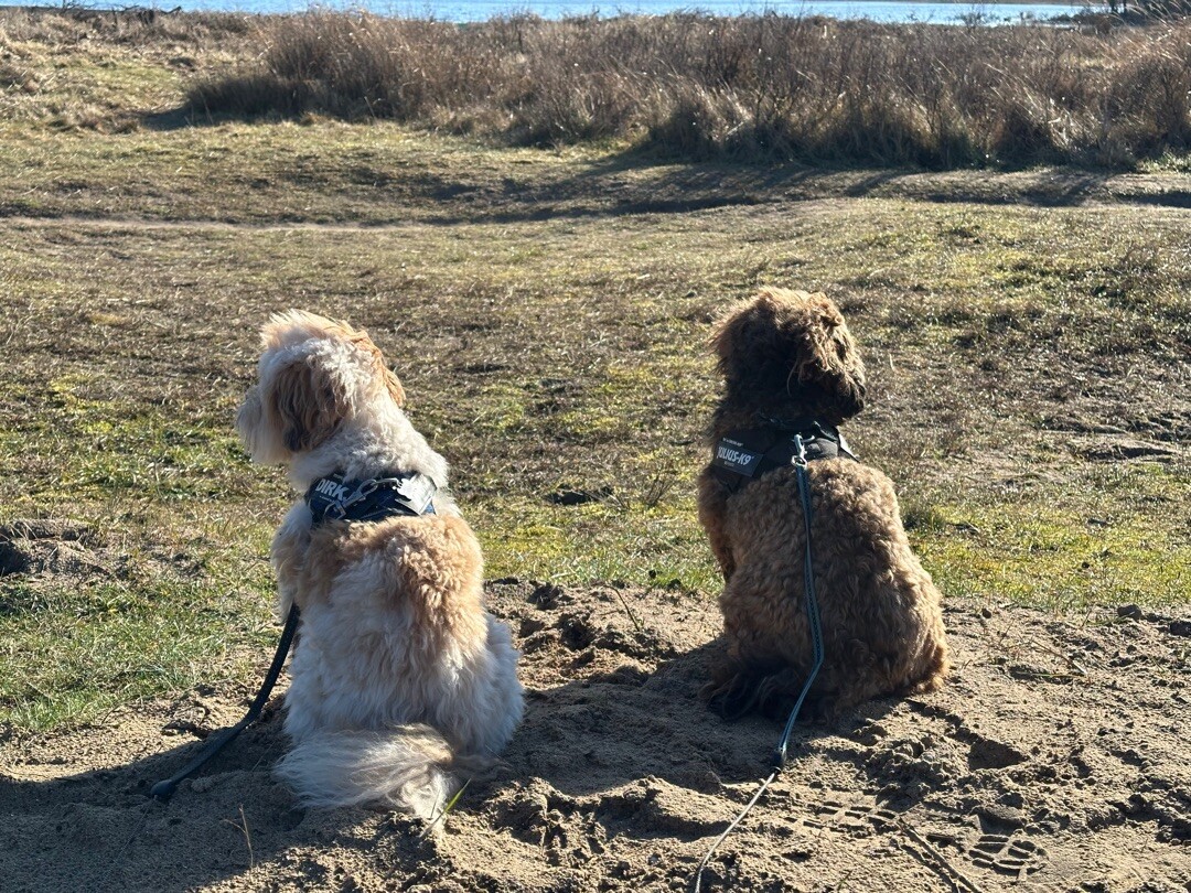 Doornvlakpad (duinroute van PWN)