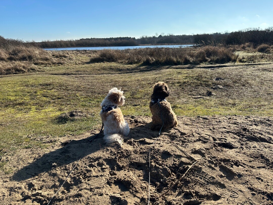 Rondje Vogelduin (duinroute van PWN)