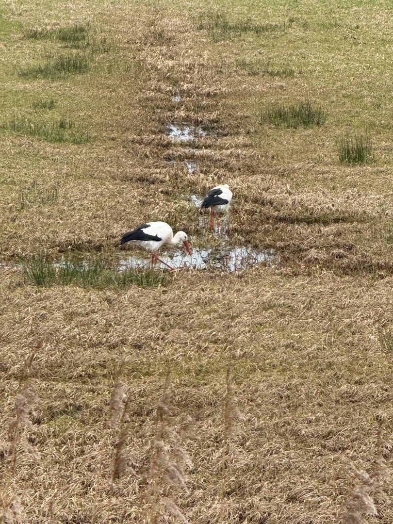 Wijthmen - Hasselt · Overijssels Havezatenpad etappe 11