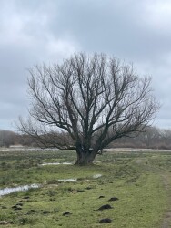 Twiskeroute