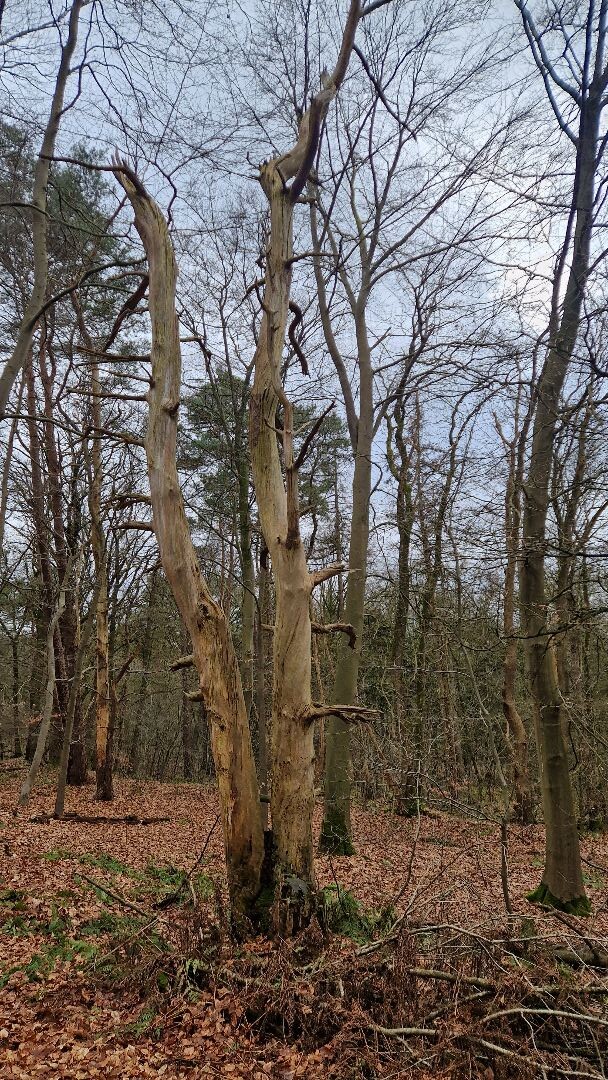 Ondanks het weer toch een lekkere wandeling