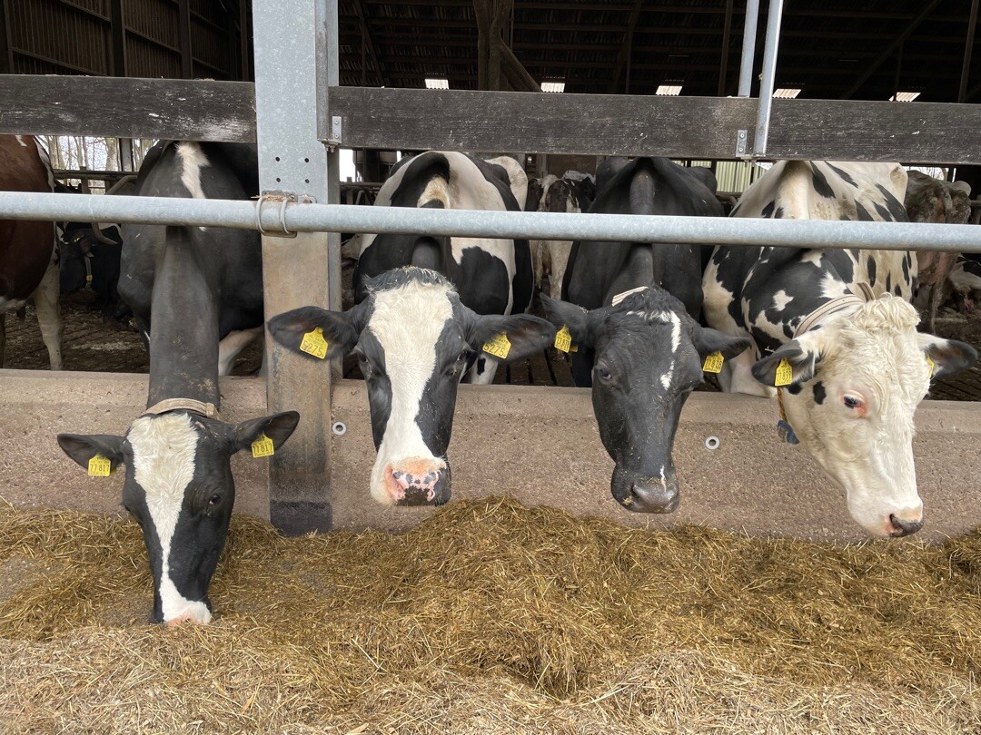 Etappe 7 Coevorden - Sleen