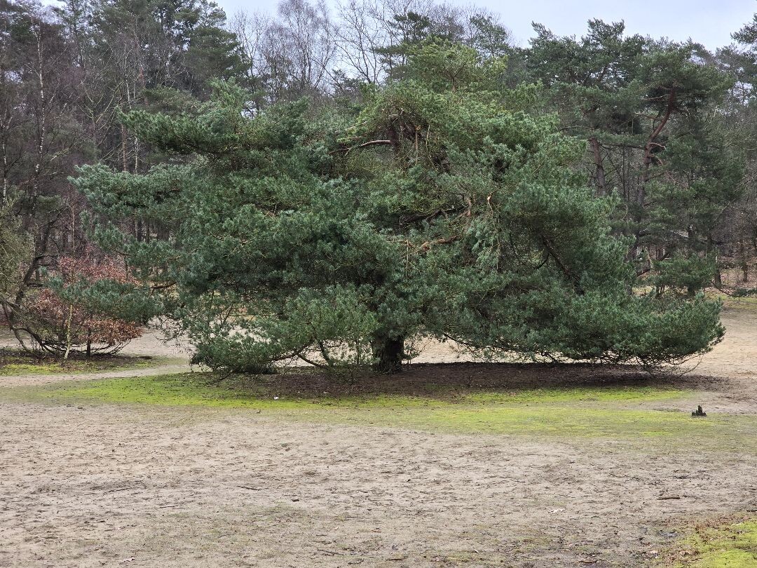 Plaggenstekerspad Hoenderloo