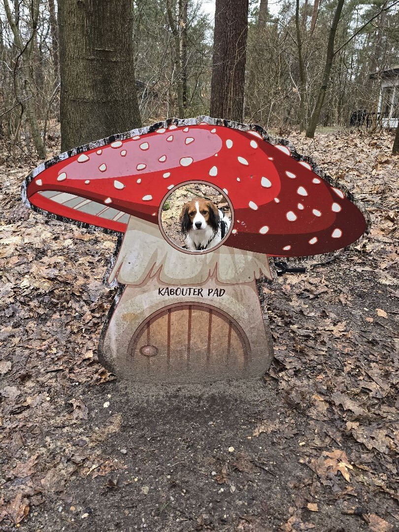 Plaggenstekerspad Hoenderloo