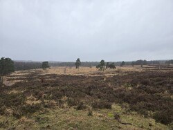 Plaggenstekerspad Hoenderloo
