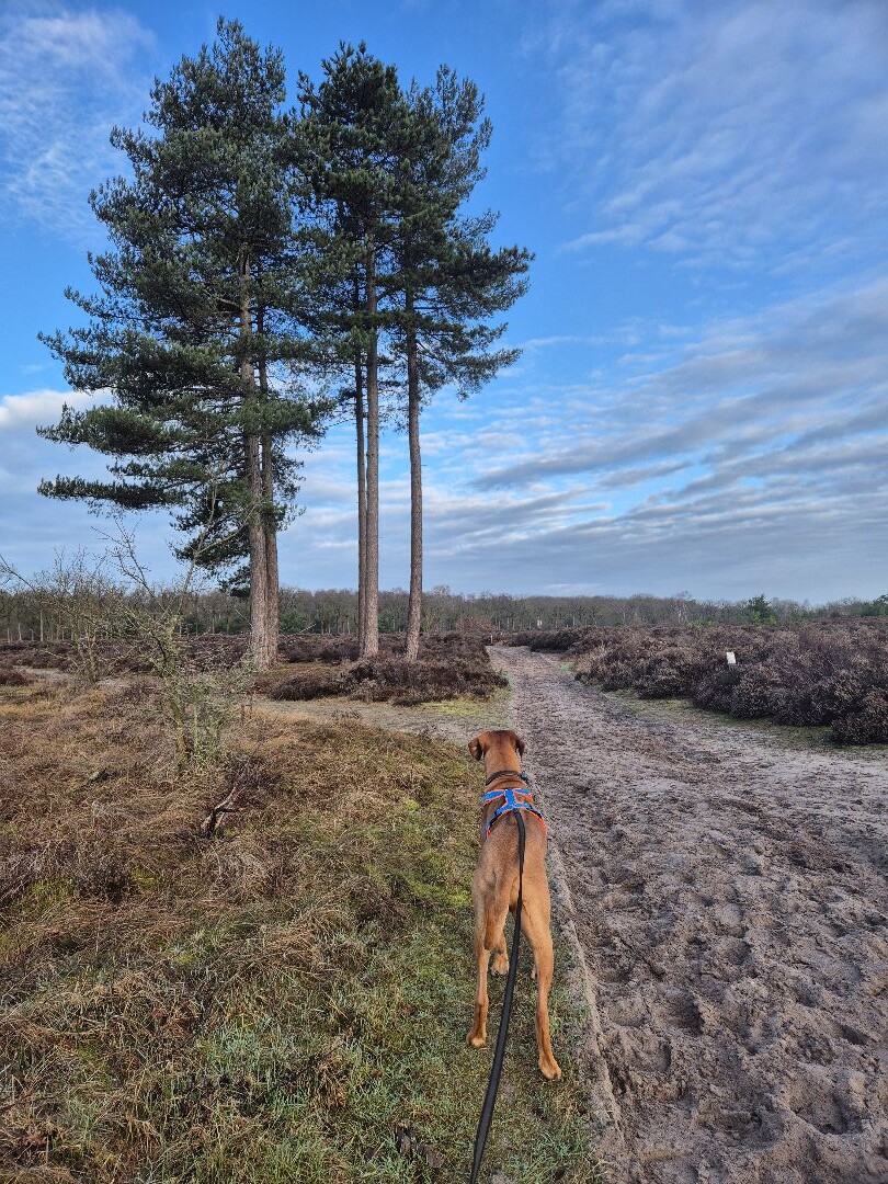 Den Treek - Henschoten