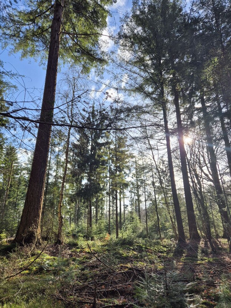 Den Treek - Henschoten