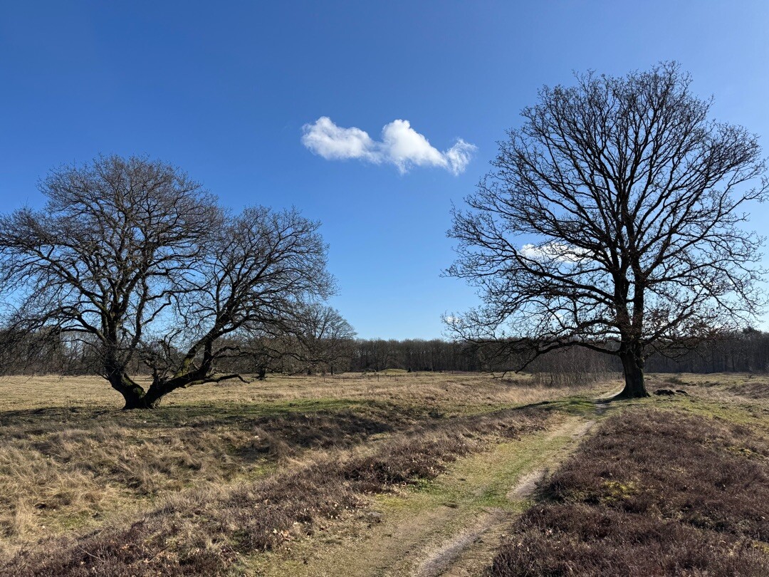 Wandelroute Noordlaarderbos en de Vijftig Bunder, vlakbij de Hondsrug (Drenthe)