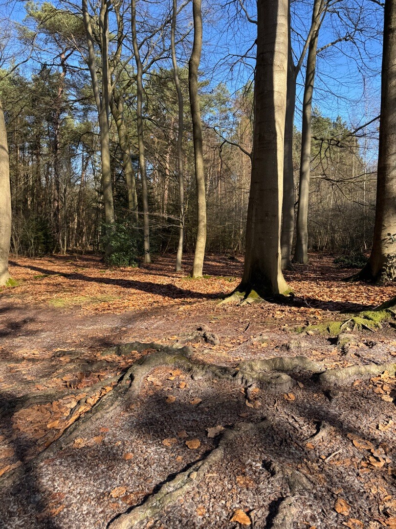 Wandelroute Noordlaarderbos en de Vijftig Bunder, vlakbij de Hondsrug (Drenthe)