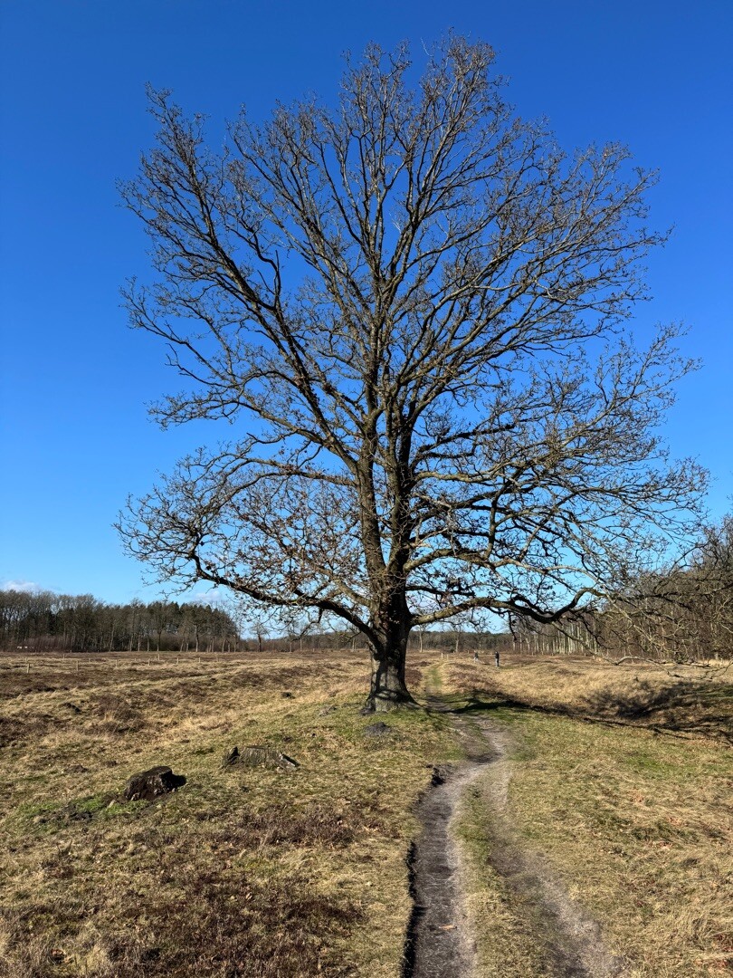 Wandelroute Noordlaarderbos en de Vijftig Bunder, vlakbij de Hondsrug (Drenthe)