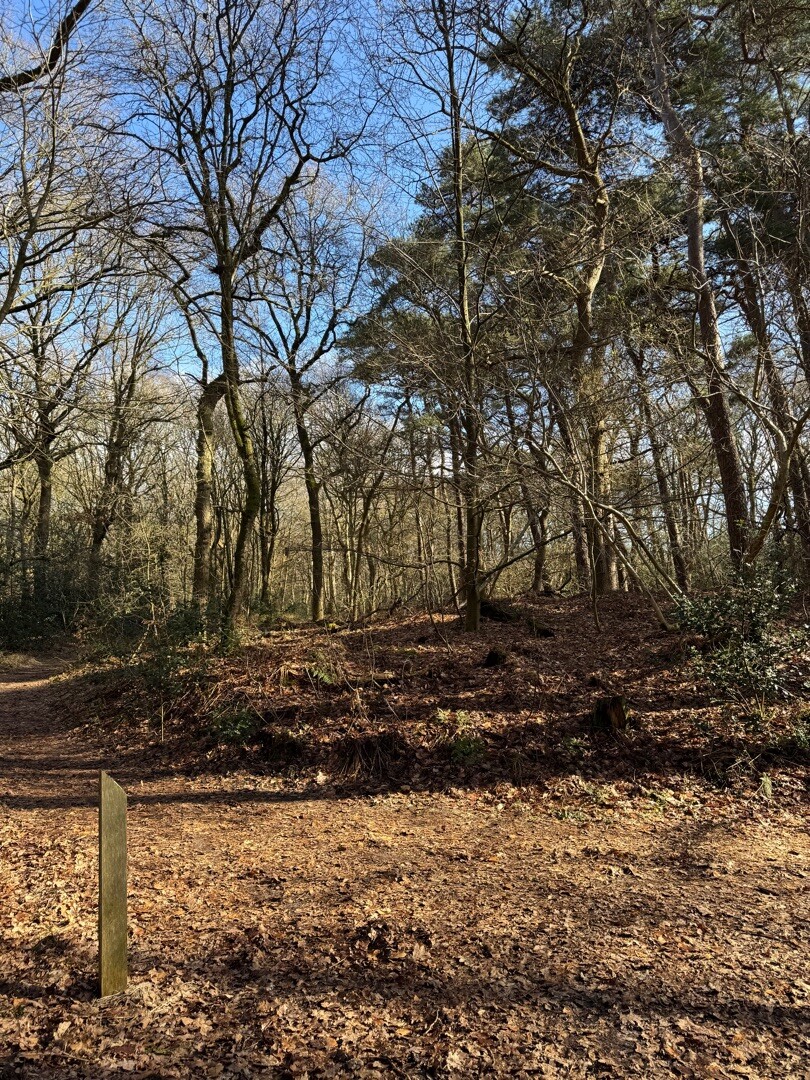 Wandelroute Noordlaarderbos en de Vijftig Bunder, vlakbij de Hondsrug (Drenthe)