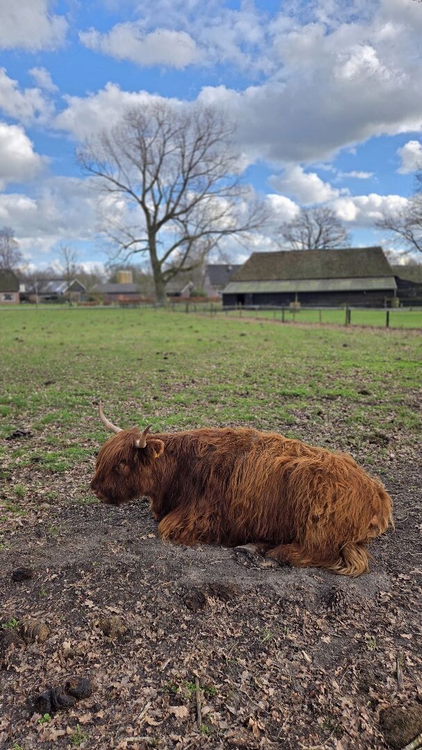 Rheezerbelten (groen)