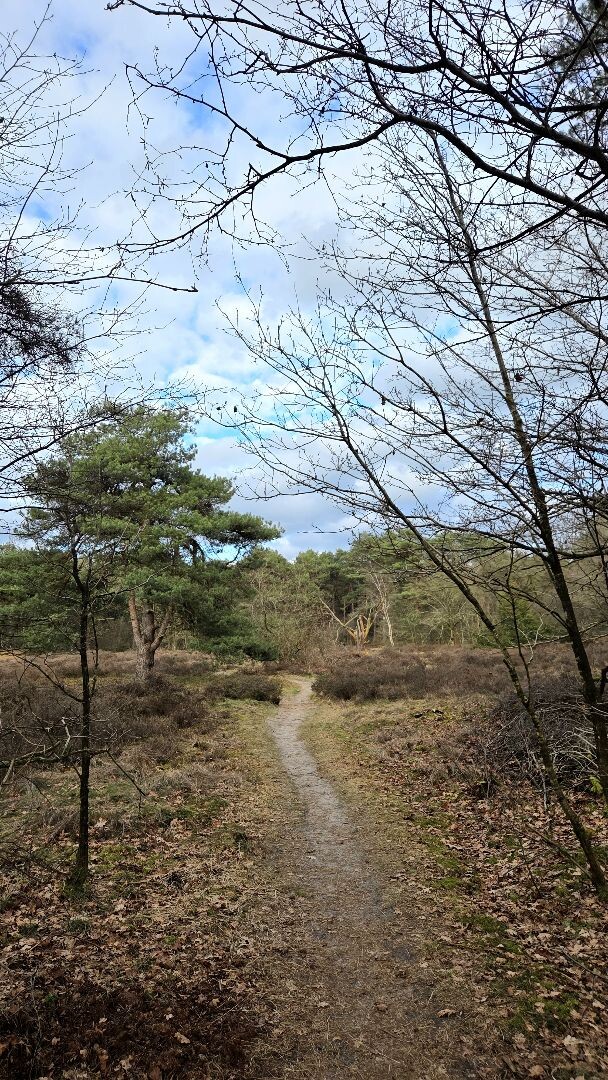 Rheezerbelten (groen)