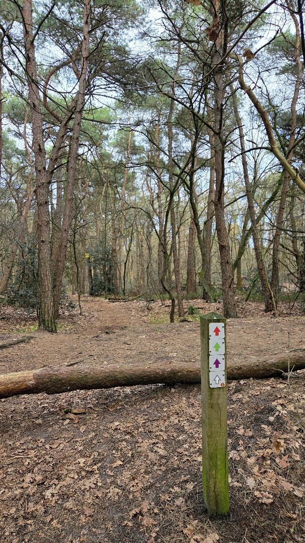 Rheezerbelten (groen)