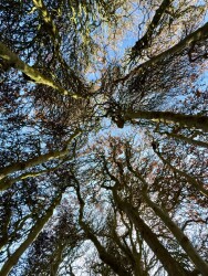 Heelsum - Oosterbeek · Maarten van Rossumpad etappe 9