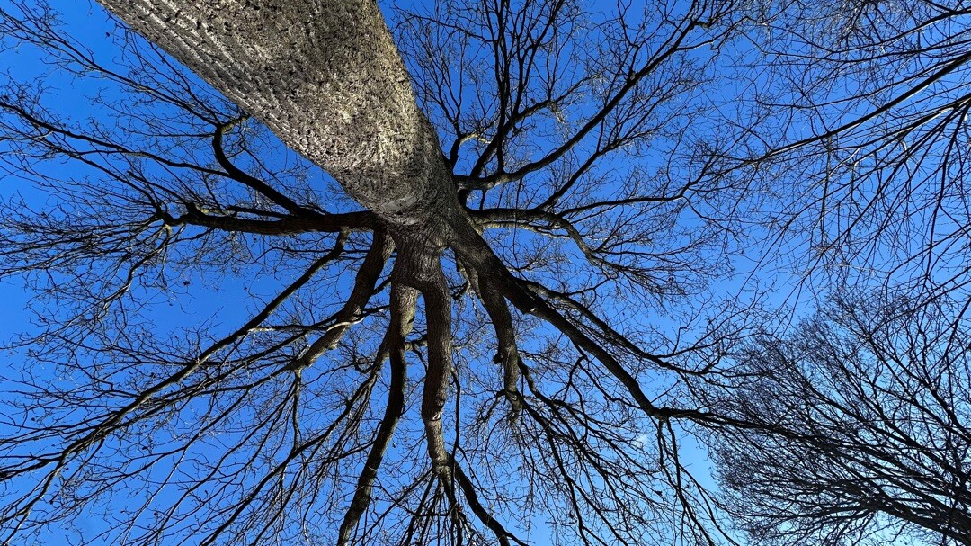 West-Dammarkte - Paars