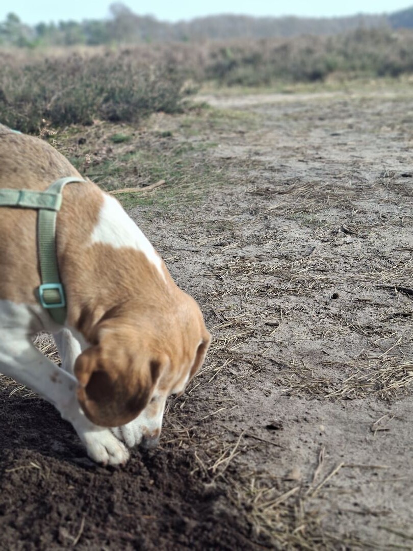 Wolfheze - Planken Wambuis · Veluwe Zwerfpad etappe 2