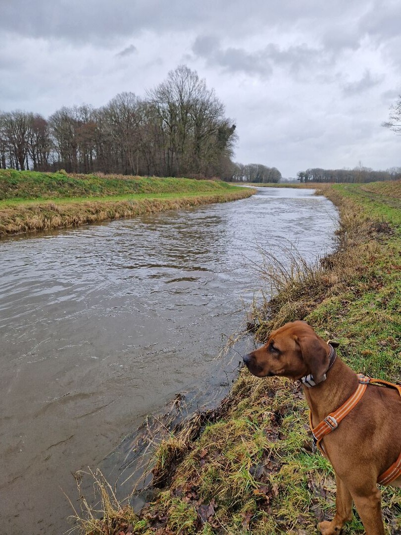 Mooi Achterhoek, Rietmolen