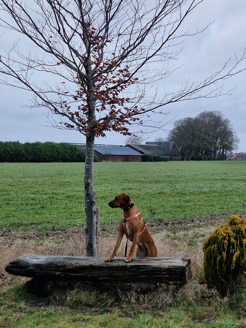 Mooi Achterhoek, Rietmolen