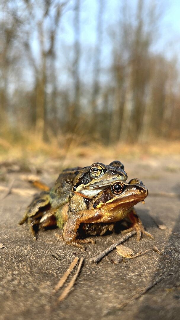 Geesbrug - Meppen · Cultuurpad Coevorden etappe 2