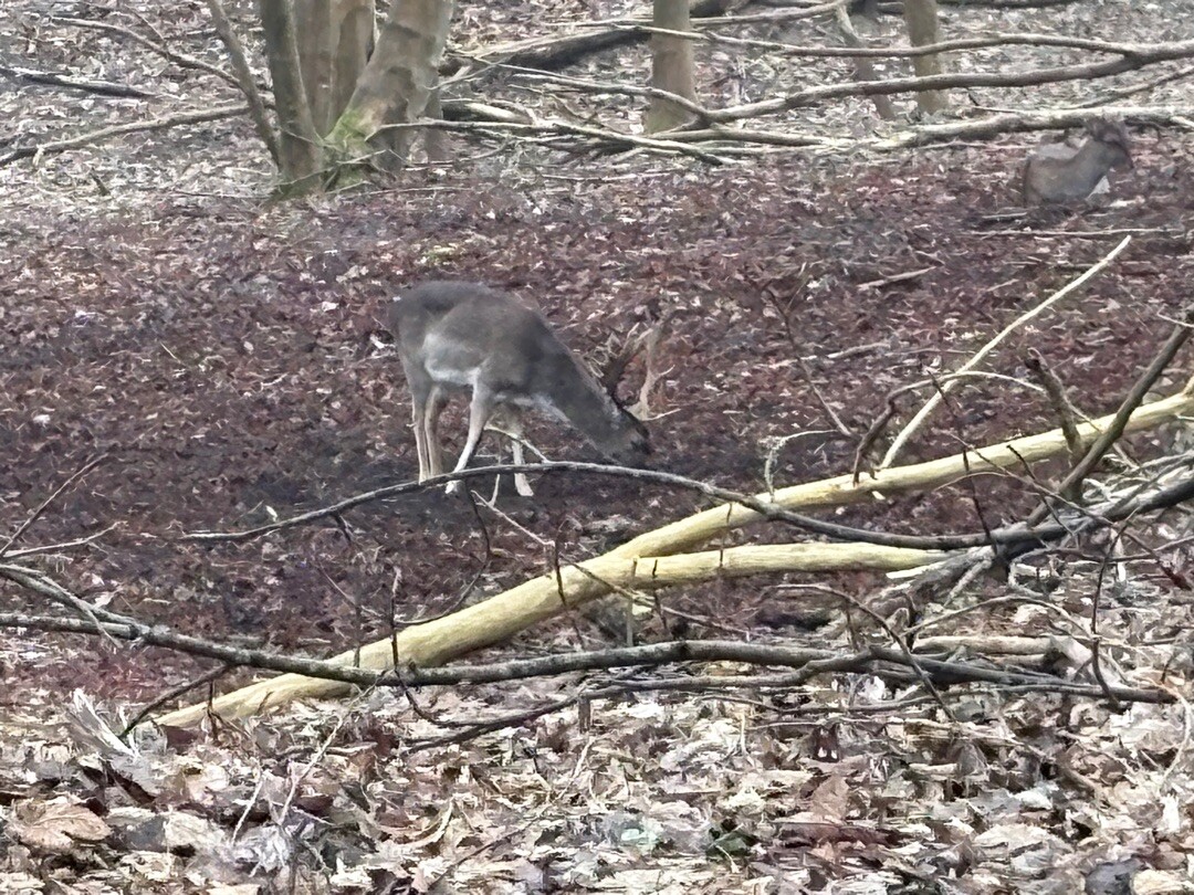 Groene paaltjesroute Zandvoortselaan