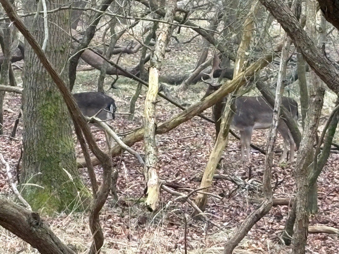 Groene paaltjesroute Zandvoortselaan