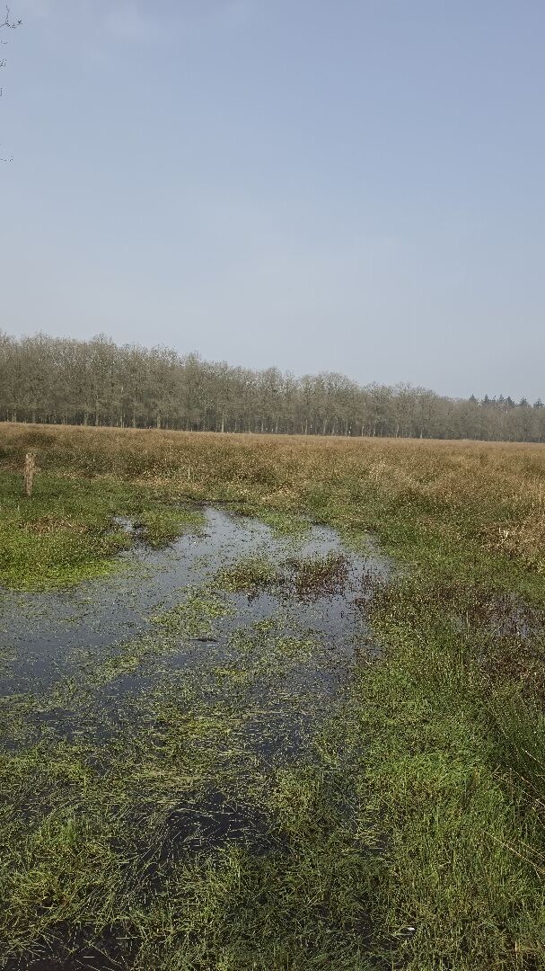 Meppen - Gees · Cultuurpad Coevorden etappe 3