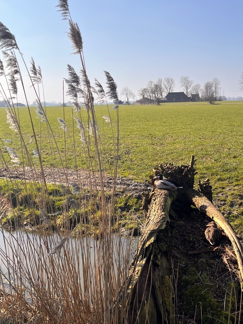 Groningse 4daagse dag 2 - Noord 20